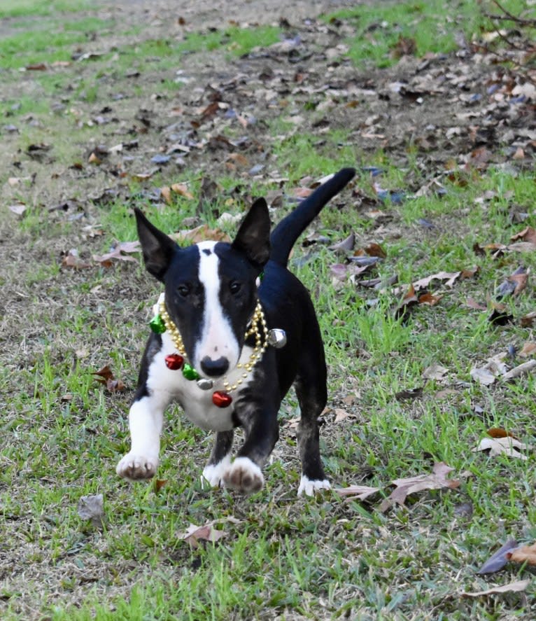 Ginger, a Miniature Bull Terrier tested with EmbarkVet.com