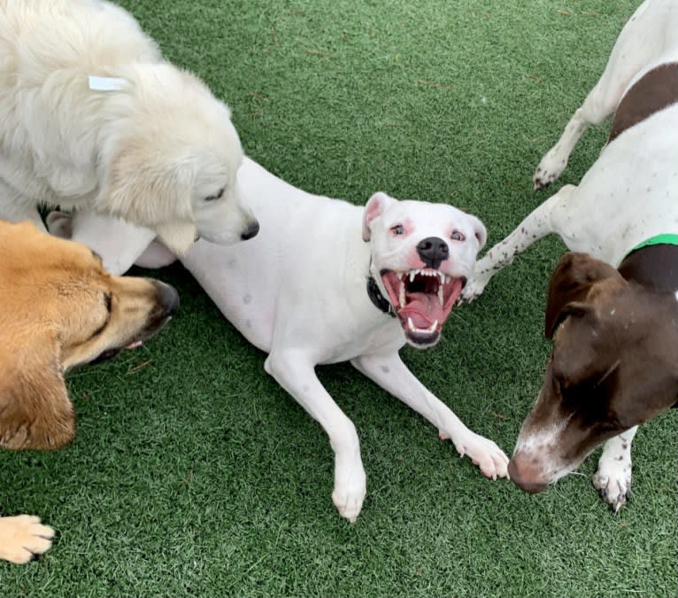 Tiptoe, an American Pit Bull Terrier and Great Pyrenees mix tested with EmbarkVet.com