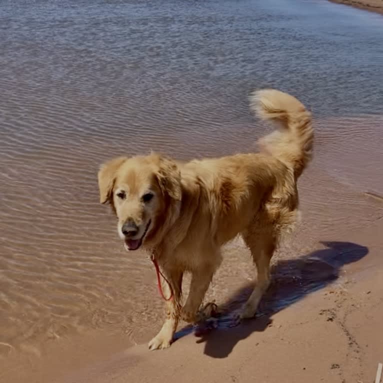 Timber “Gross Manor’s I’ll Be The One You Won’t Forget”, a Golden Retriever tested with EmbarkVet.com