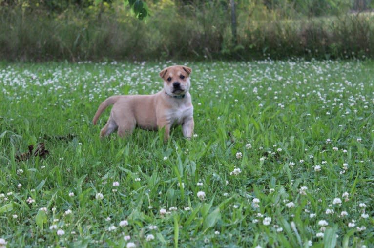 Bones, a Carolina Dog tested with EmbarkVet.com