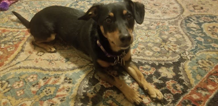 Bean, a Dachshund and Poodle (Small) mix tested with EmbarkVet.com