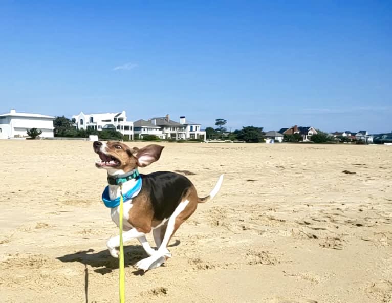 Roxy, a Treeing Walker Coonhound tested with EmbarkVet.com