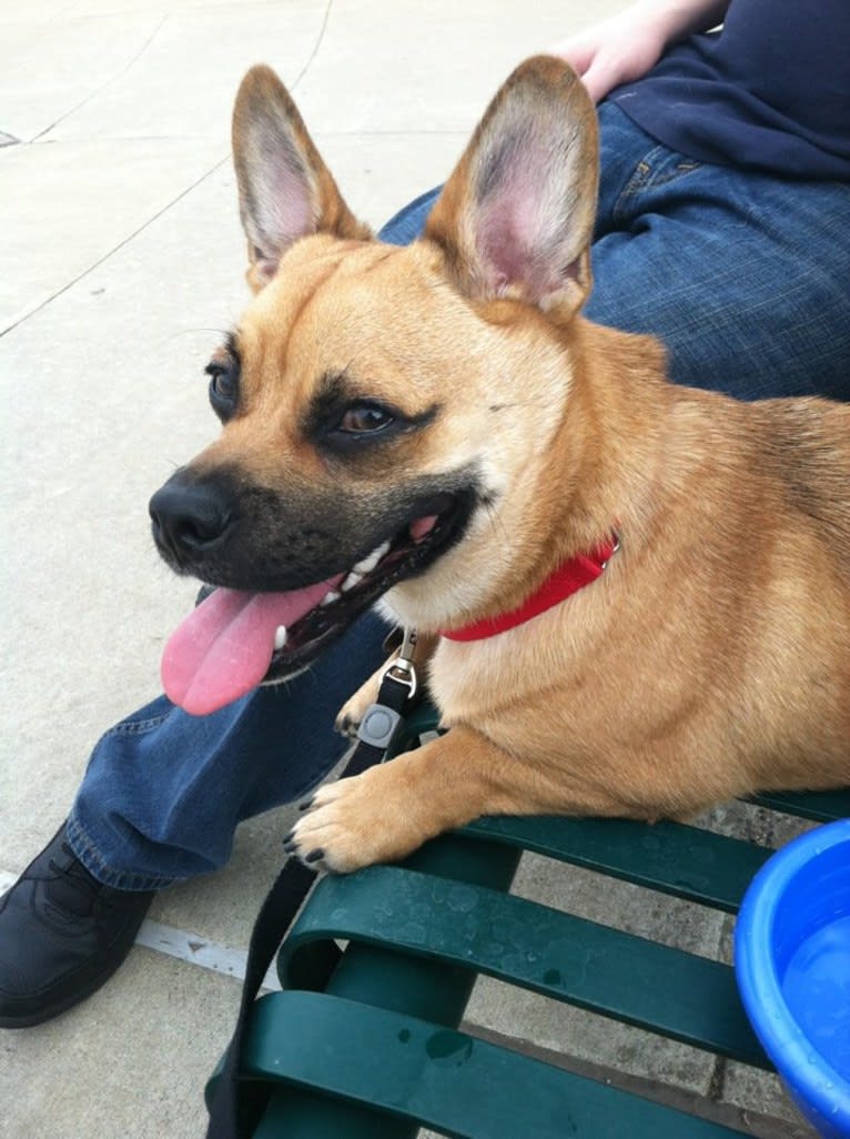 Murray, a Pug and Pembroke Welsh Corgi mix tested with EmbarkVet.com