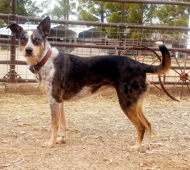 Daisy Jensen, an Australian Cattle Dog and Catahoula Leopard Dog mix tested with EmbarkVet.com