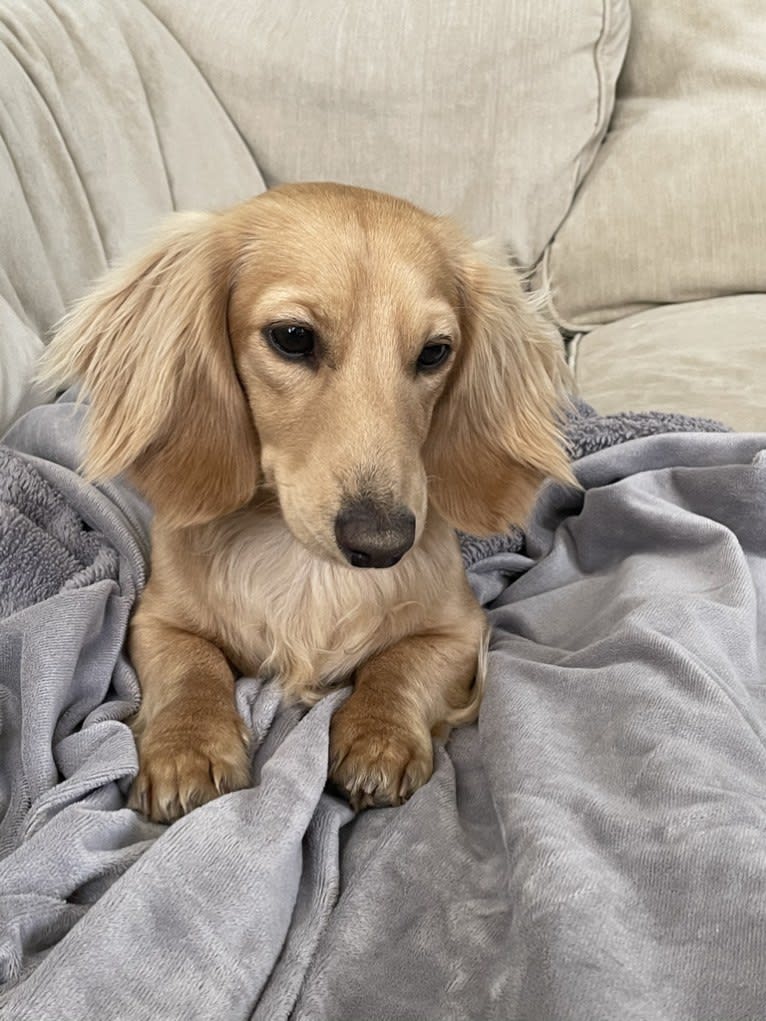 Oliver (Ollie) von Frederick, a Dachshund tested with EmbarkVet.com