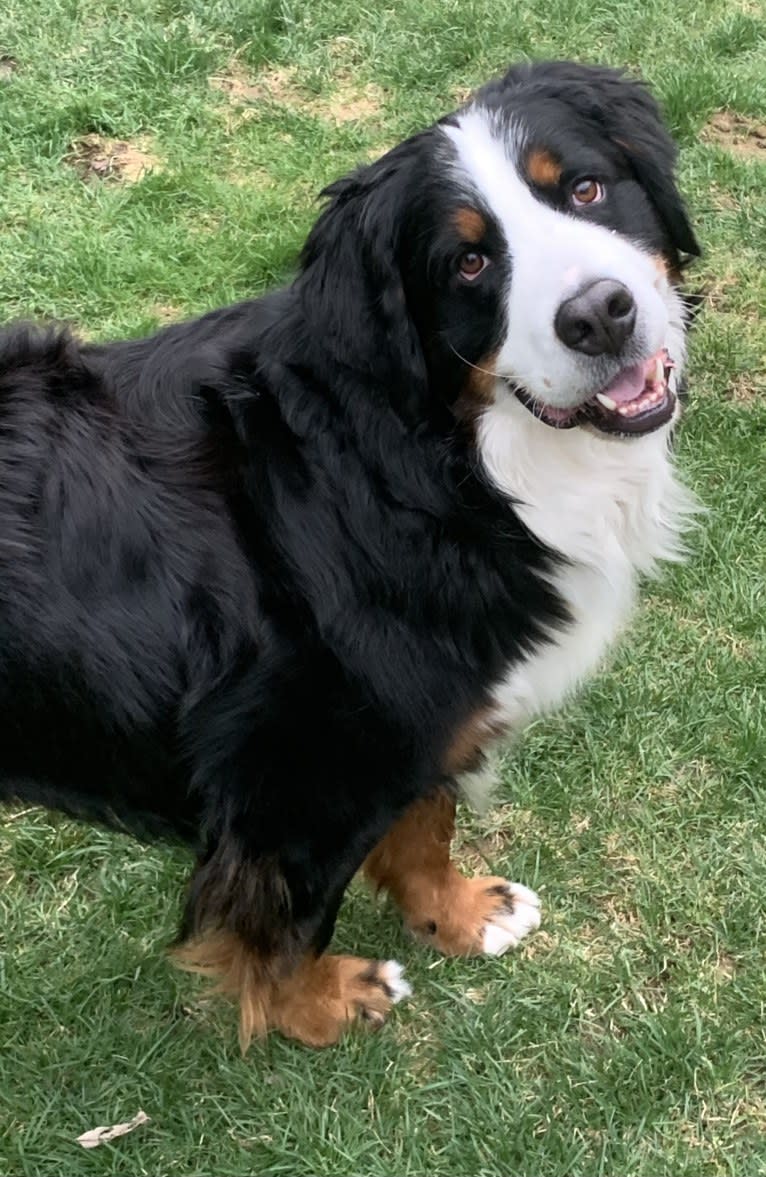 Orbit, a Bernese Mountain Dog tested with EmbarkVet.com