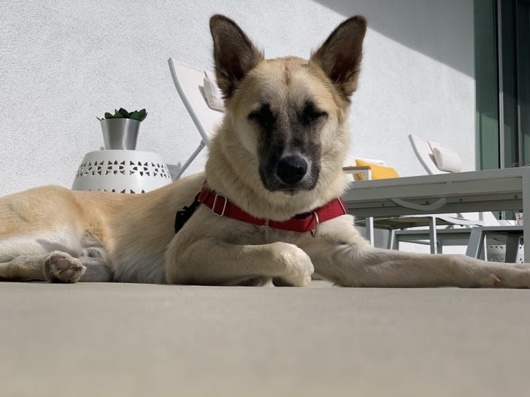 Wylie, a Formosan Mountain Dog and Siberian Husky mix tested with EmbarkVet.com