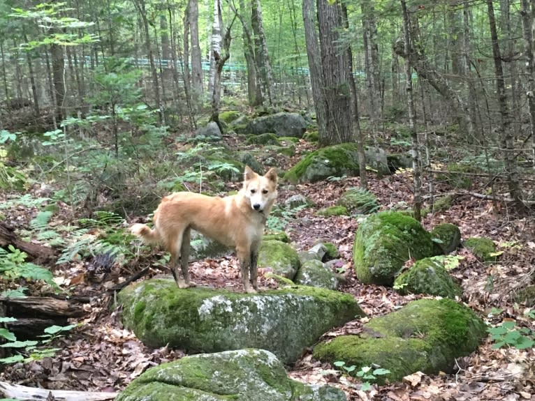 Ashna, a South Asian Village Dog tested with EmbarkVet.com