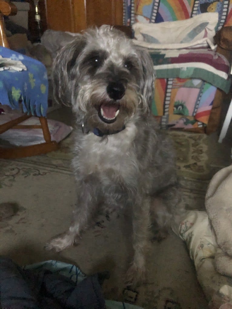 Fallon, a Miniature Schnauzer and Russell-type Terrier mix tested with EmbarkVet.com