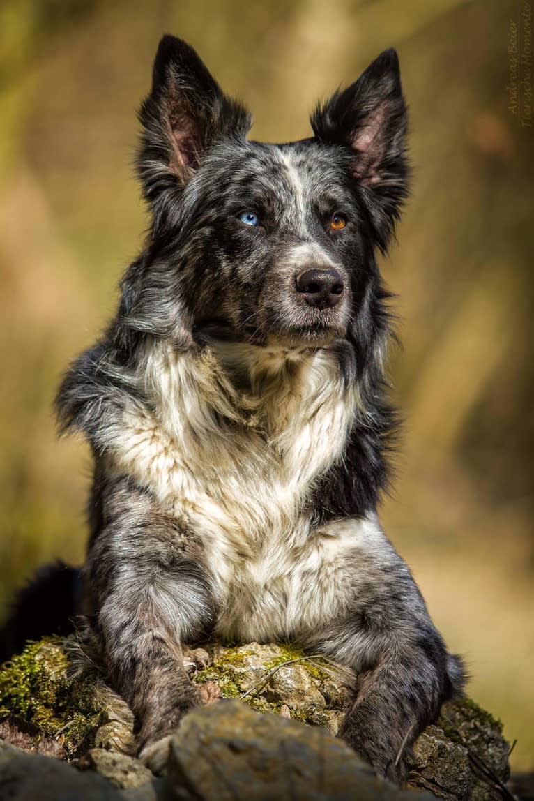 Jason, a Koolie tested with EmbarkVet.com