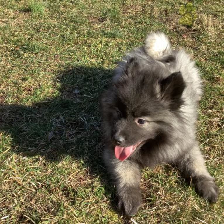 Duchess Lilly Puff Brown, a Keeshond tested with EmbarkVet.com