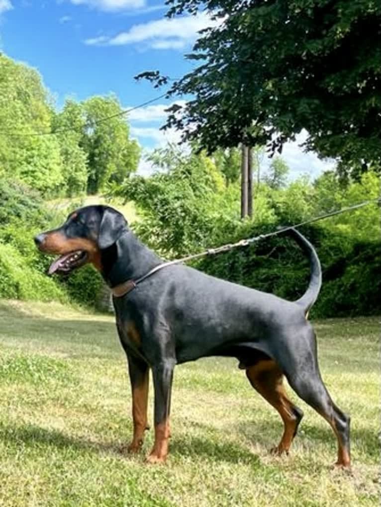 Pacha Kamaq of Dark Ancestor, a Doberman Pinscher tested with EmbarkVet.com