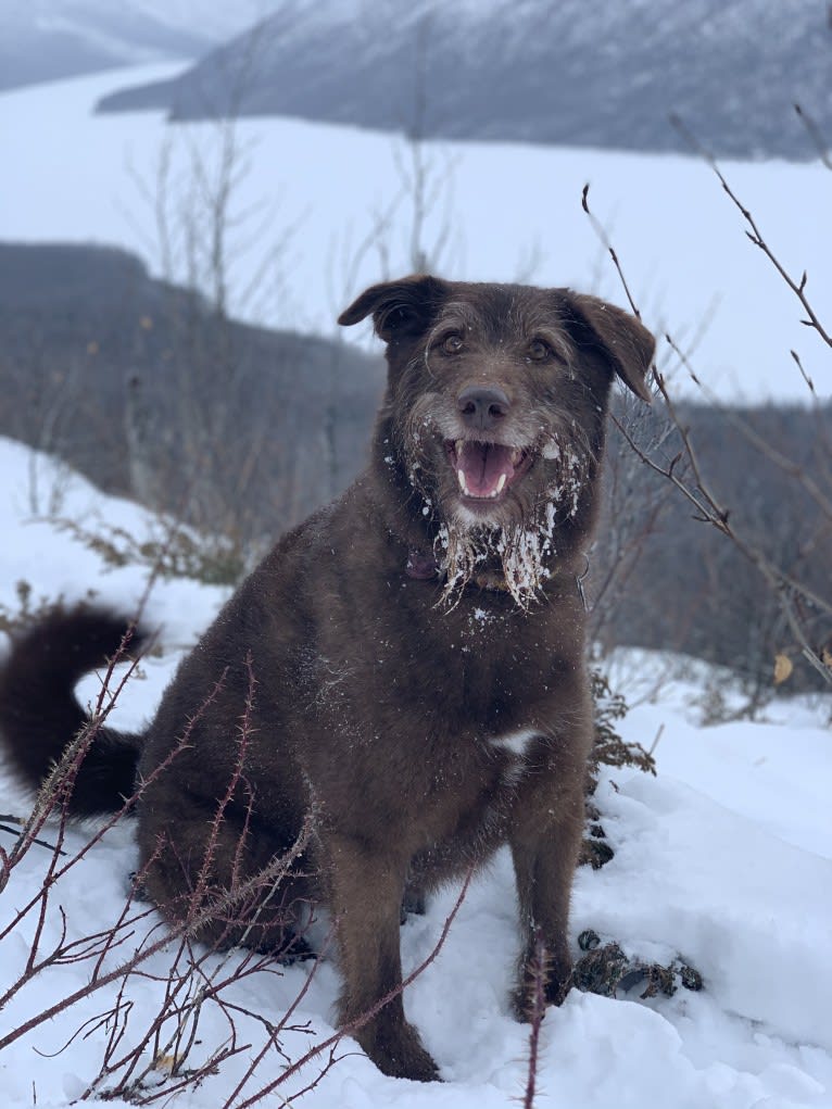 Max, a Poodle (Standard) and Siberian Husky mix tested with EmbarkVet.com