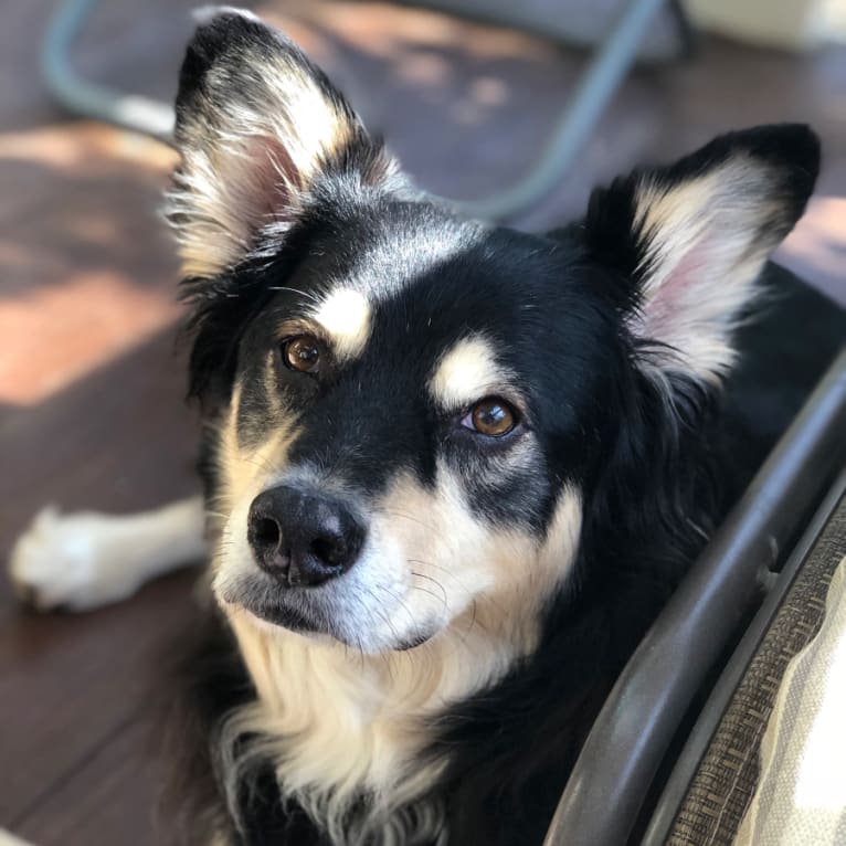 Jasper, an American Pit Bull Terrier and Australian Shepherd mix tested with EmbarkVet.com