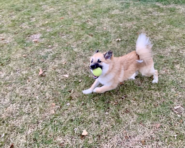 Kirby, an Icelandic Sheepdog tested with EmbarkVet.com