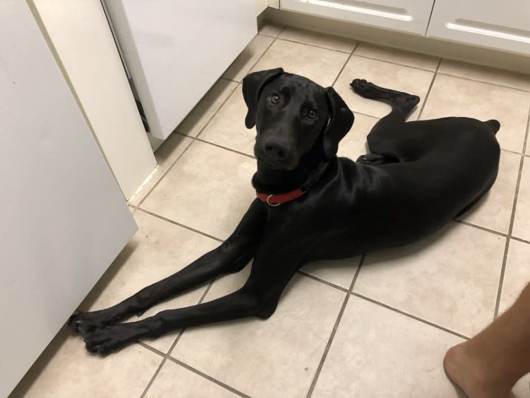 Crow, a Doberman Pinscher and Weimaraner mix tested with EmbarkVet.com