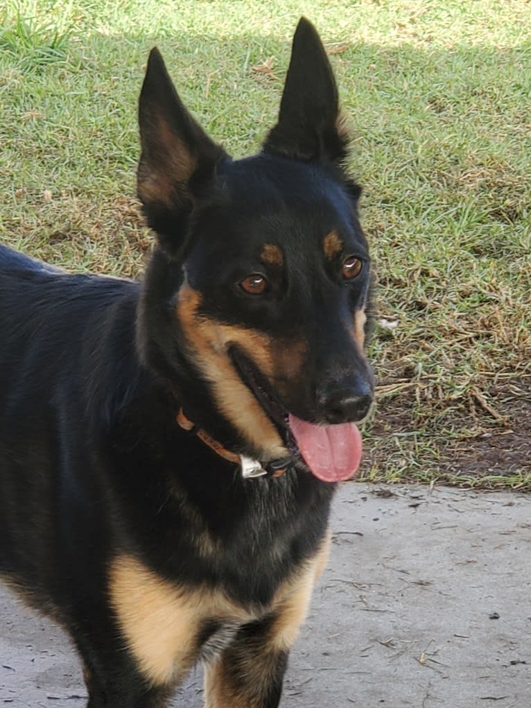 PUCK, an Australian Cattle Dog and German Shepherd Dog mix tested with EmbarkVet.com