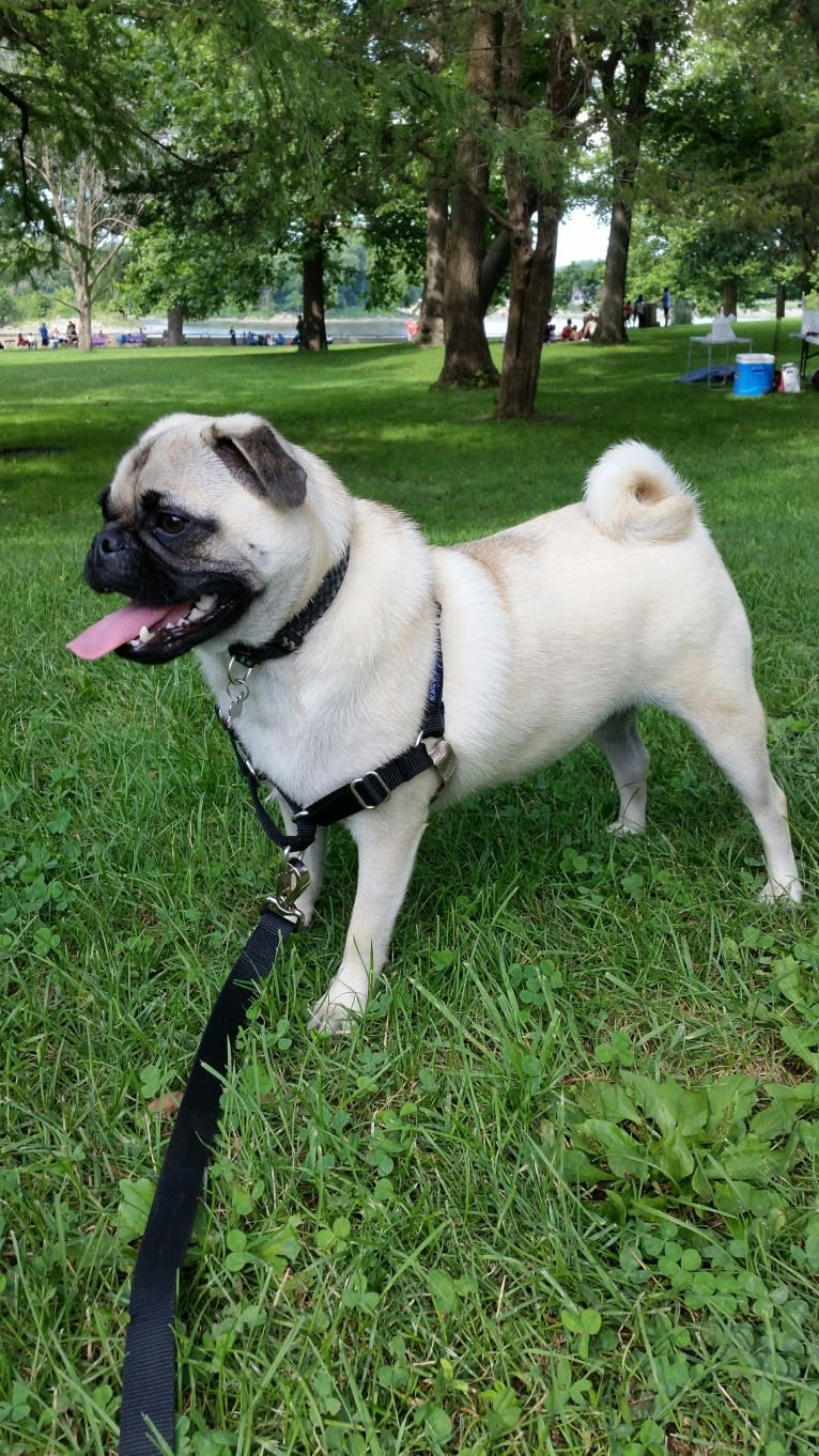 Rosco, a Pug and Pomeranian mix tested with EmbarkVet.com