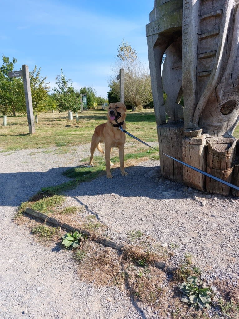 Nass, an Eastern European Village Dog tested with EmbarkVet.com