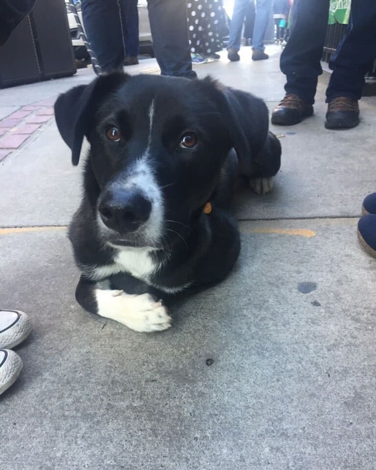 Willie Nelson, a Siberian Husky and American Pit Bull Terrier mix tested with EmbarkVet.com