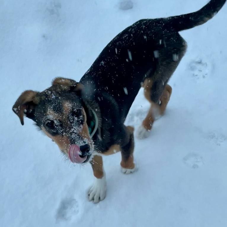 Tozi, an Alaskan-type Husky tested with EmbarkVet.com