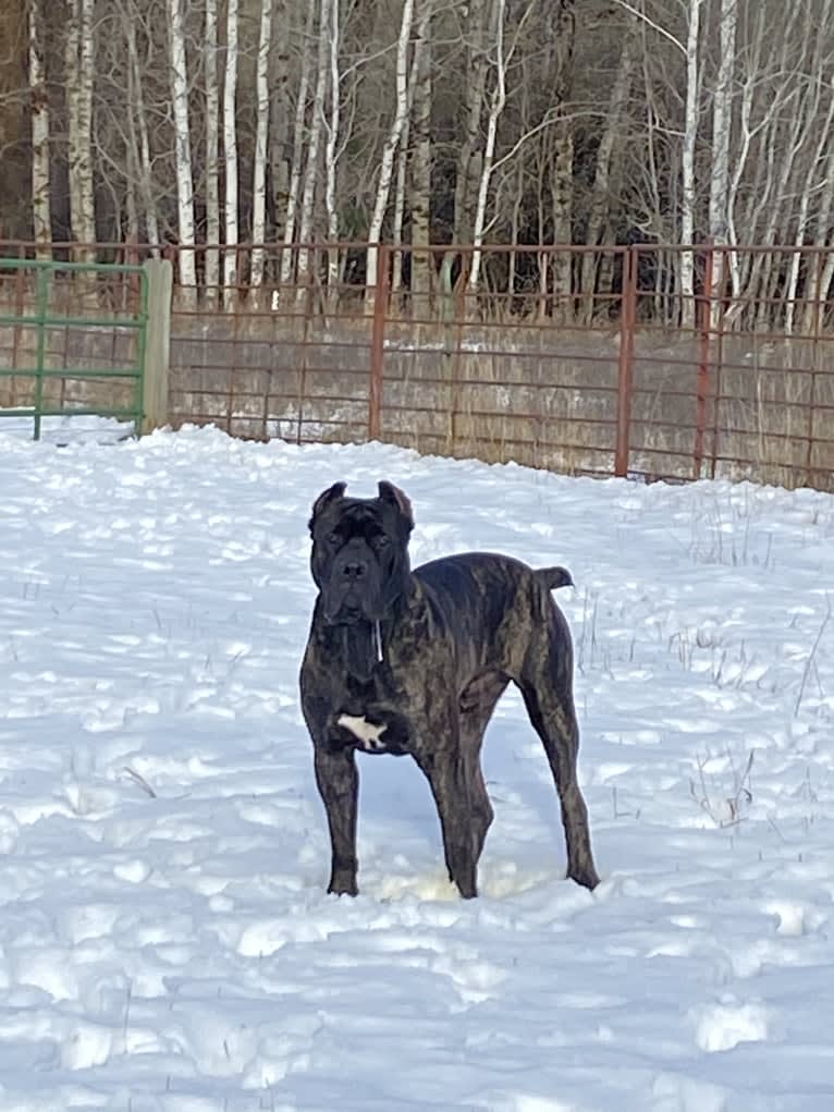 Riggs, a Boerboel and Neapolitan Mastiff mix tested with EmbarkVet.com