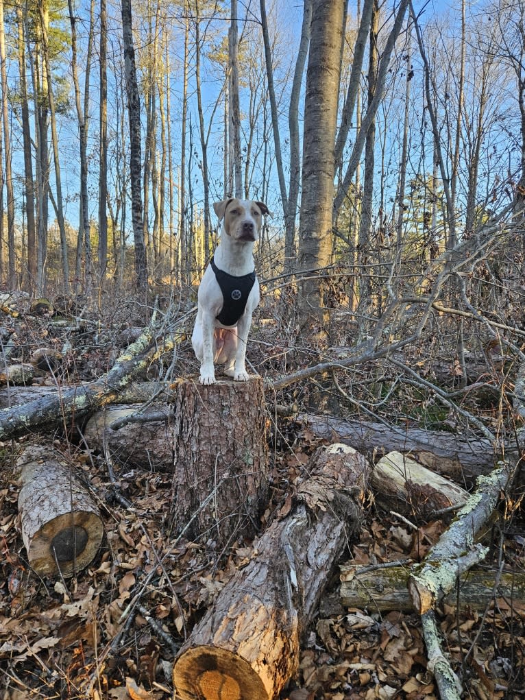 Beck, an American Pit Bull Terrier and Australian Cattle Dog mix tested with EmbarkVet.com