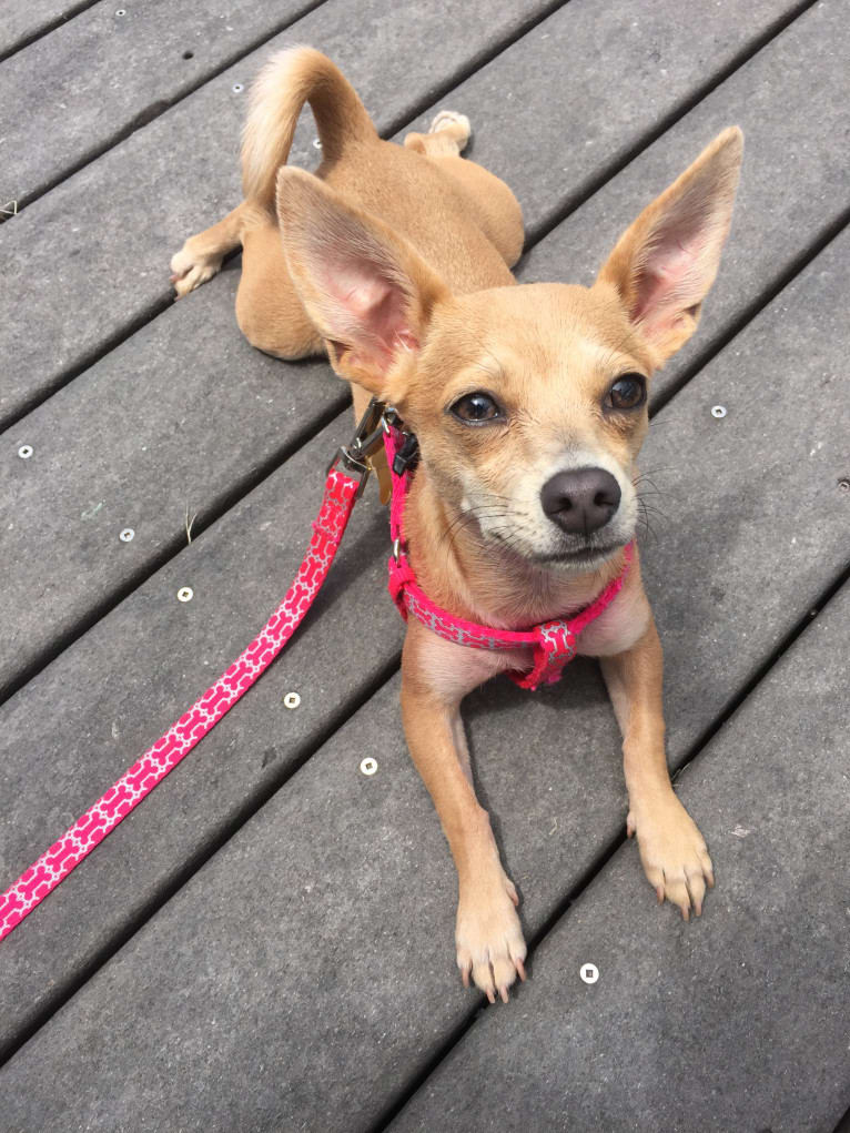 Ivy, a Chihuahua and Russell-type Terrier mix tested with EmbarkVet.com