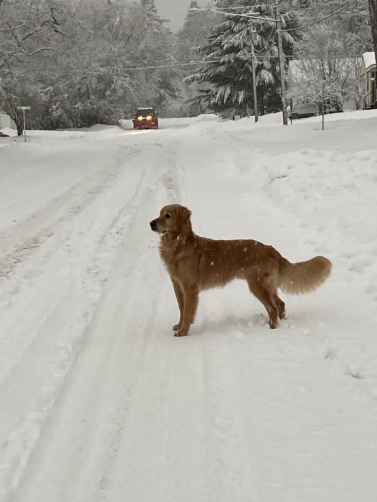 Timber “Gross Manor’s I’ll Be The One You Won’t Forget”, a Golden Retriever tested with EmbarkVet.com