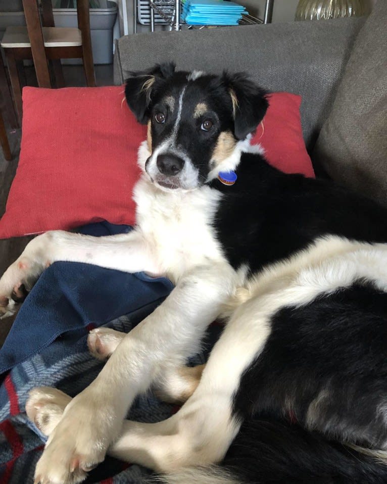 Burt, a Border Collie and Great Pyrenees mix tested with EmbarkVet.com
