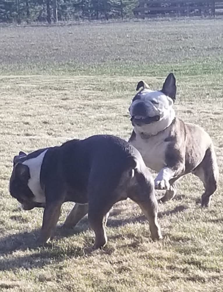 Soldado, a Bulldog tested with EmbarkVet.com