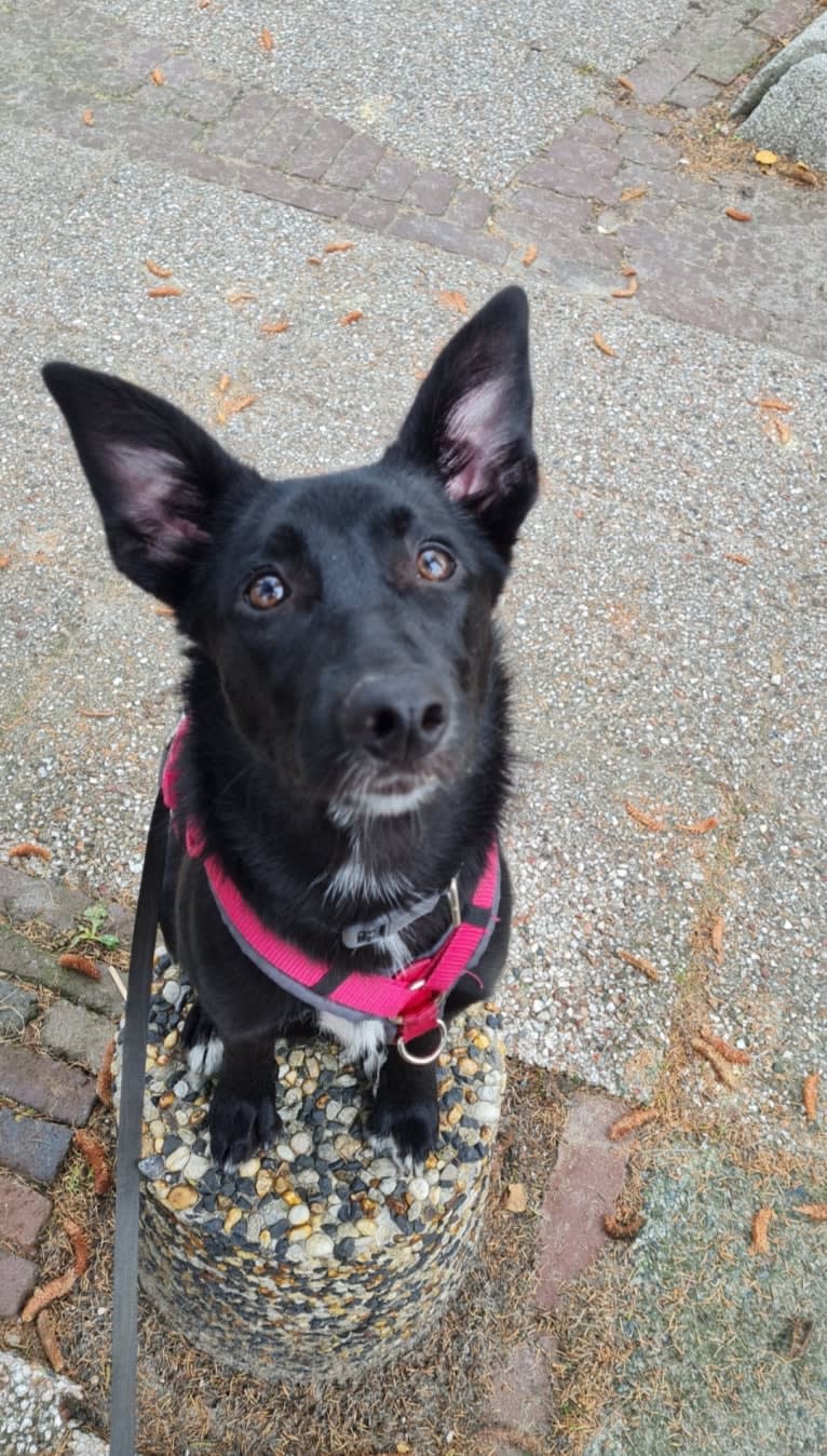 Yuri, a Border Collie and Dutch Shepherd mix tested with EmbarkVet.com