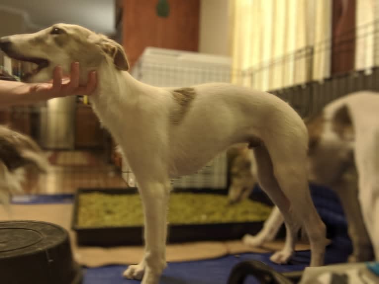 Sigi, a Silken Windhound tested with EmbarkVet.com