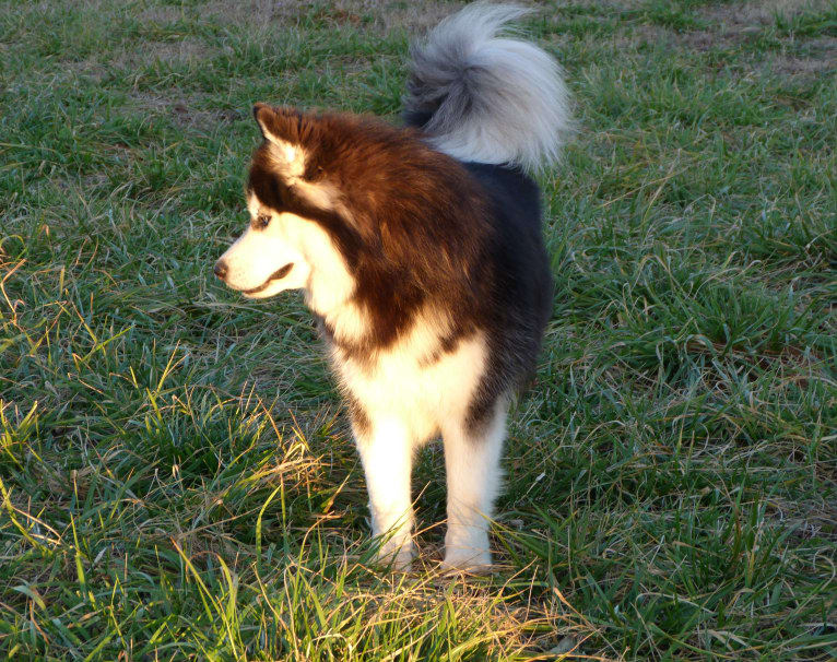 "NEO" NOVEL SIBERIAN'S SLEIGH RIDE, a Siberian Husky tested with EmbarkVet.com