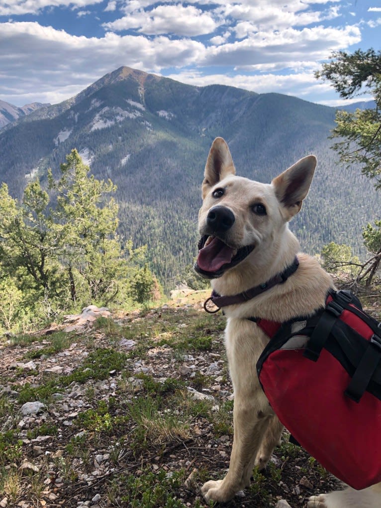 Pearl, an Australian Cattle Dog and Labrador Retriever mix tested with EmbarkVet.com