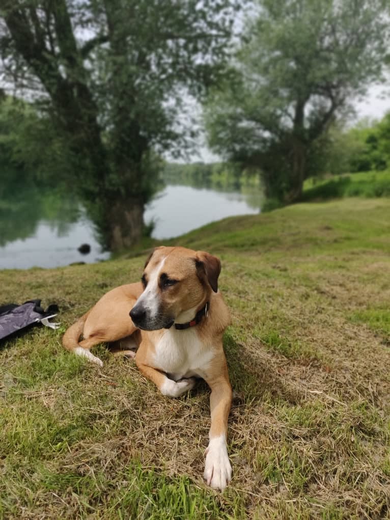 Sparky, an American Pit Bull Terrier and Collie mix tested with EmbarkVet.com