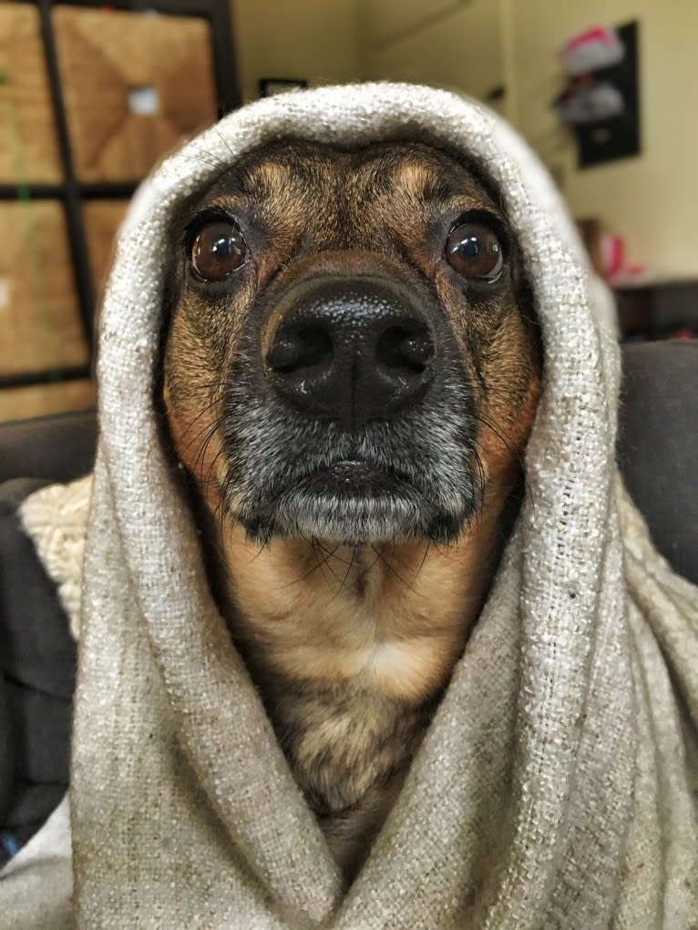 Rico, an American Village Dog tested with EmbarkVet.com