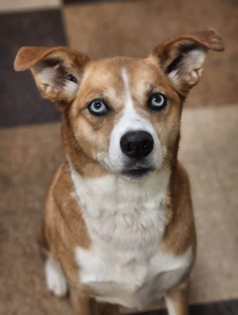 Sophie, a Siberian Husky and New Guinea Singing Dog mix tested with EmbarkVet.com