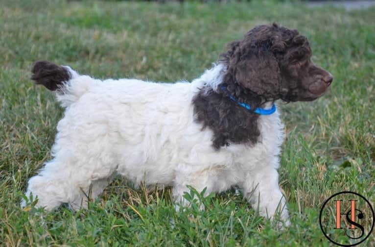 George, a Poodle (Standard) tested with EmbarkVet.com