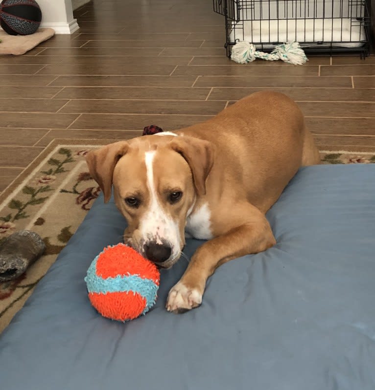 Byron, an American Pit Bull Terrier and Labrador Retriever mix tested with EmbarkVet.com