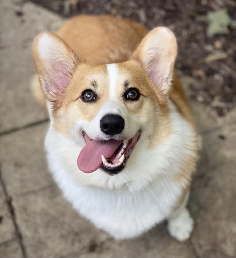 Kudzu (Zuzu), a Pembroke Welsh Corgi tested with EmbarkVet.com