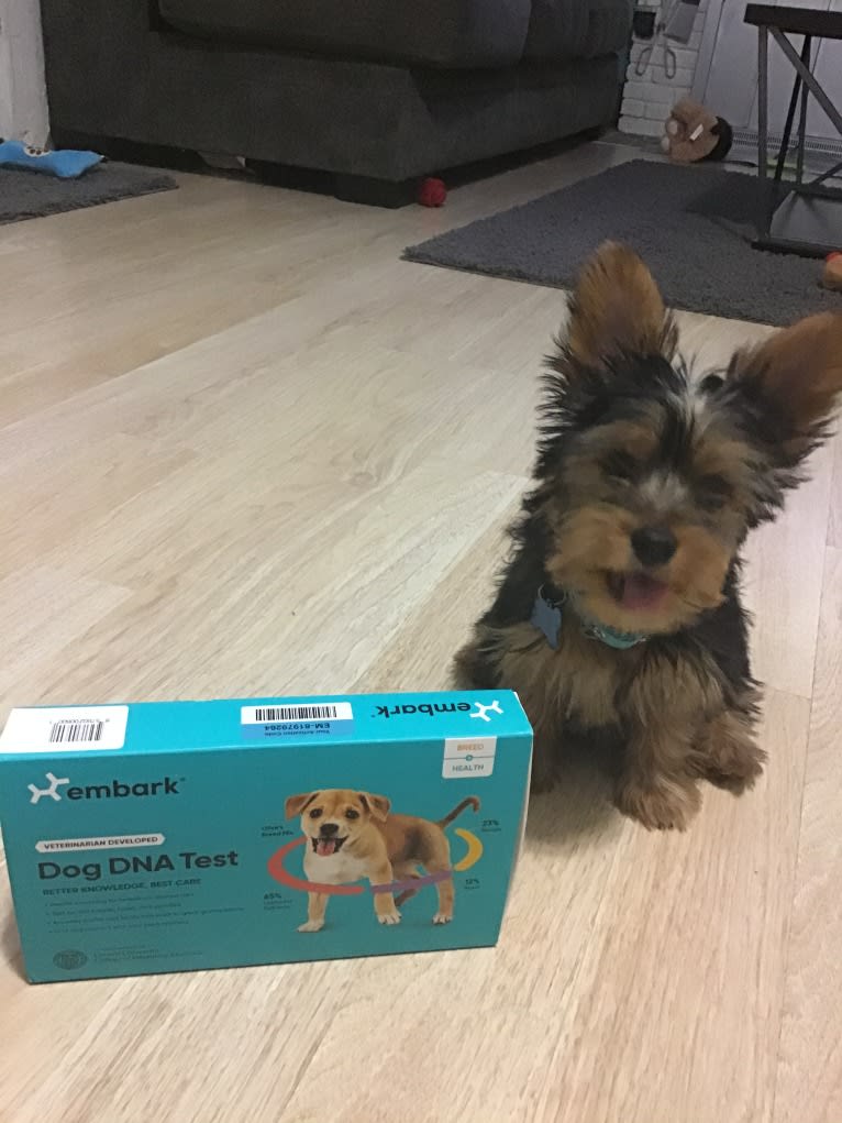 Oliver, a Silky Terrier tested with EmbarkVet.com