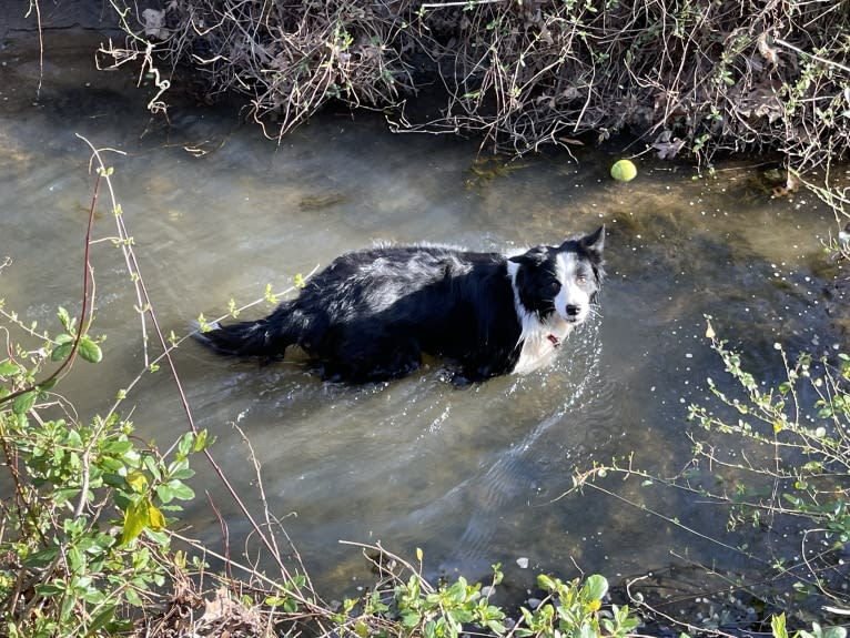 Angel, a Border Collie tested with EmbarkVet.com