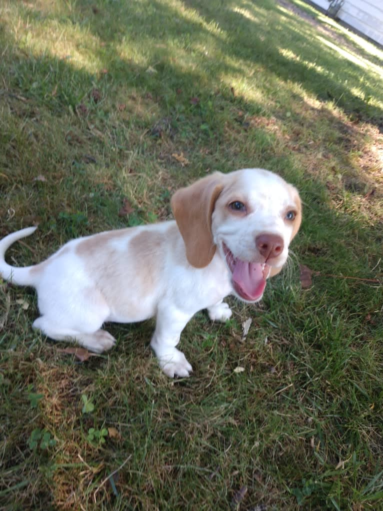 Lusa, a Beagle tested with EmbarkVet.com