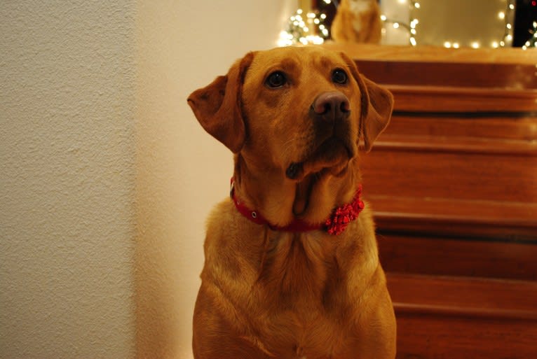 Natalia, a Labrador Retriever tested with EmbarkVet.com