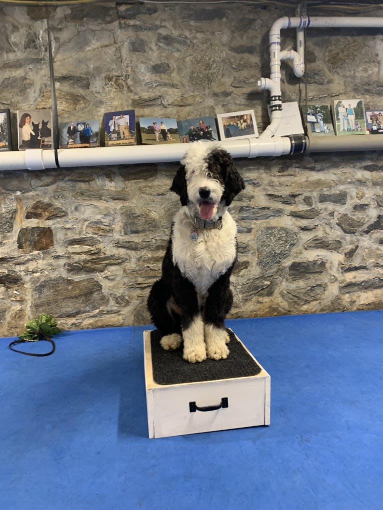 Steinway Grand, a Sheepadoodle tested with EmbarkVet.com