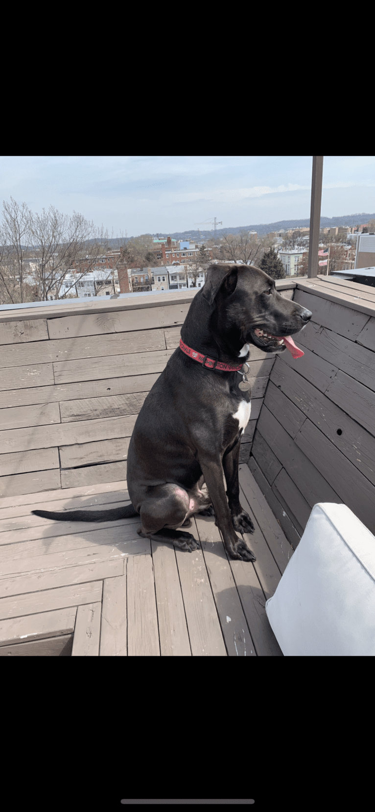 Wrigley, an American Pit Bull Terrier and Labrador Retriever mix tested with EmbarkVet.com