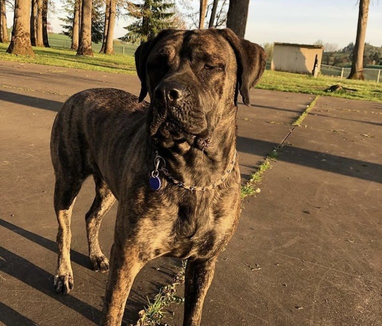 Paige, a Mastiff tested with EmbarkVet.com