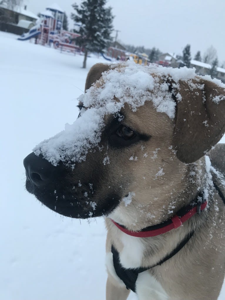 Storm, a Boxer and Akita mix tested with EmbarkVet.com