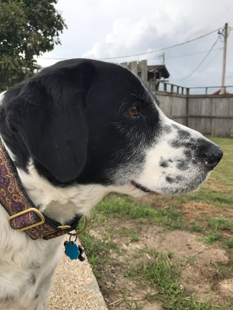 Sheba, a Labrador Retriever and Great Pyrenees mix tested with EmbarkVet.com